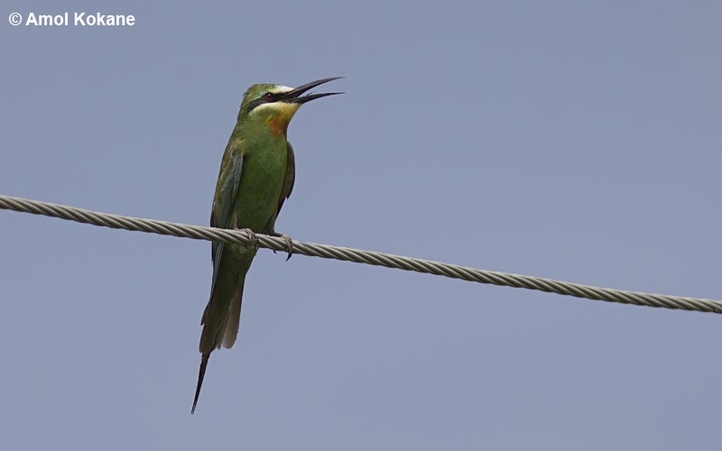 Blue-cheeked Bee-eater